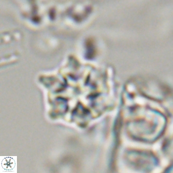 Discoaster self trailliae 32139