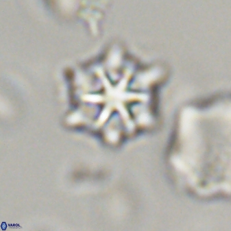 Discoaster self trailliae 32131