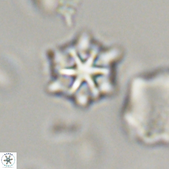 Discoaster self trailliae 32131