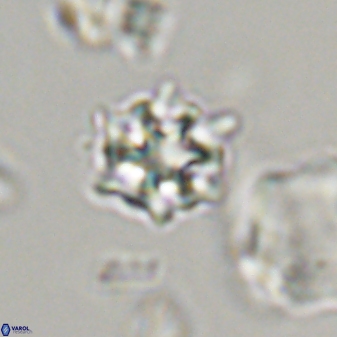 Discoaster self trailliae 32132