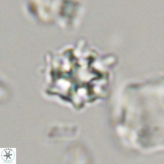 Discoaster self trailliae 32132