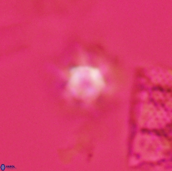 Discoaster self trailliae 32144