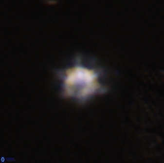 Discoaster self trailliae 32146