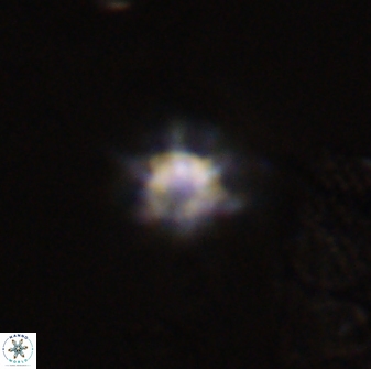 Discoaster self trailliae 32146