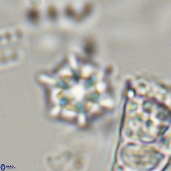 Discoaster self trailliae 32140