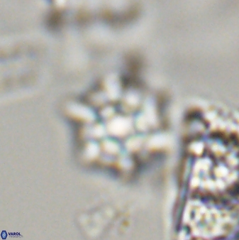 Discoaster self trailliae 32141