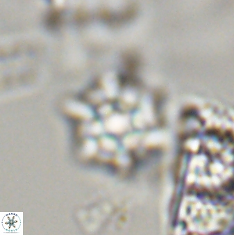 Discoaster self trailliae 32141