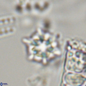 Discoaster self trailliae 32142