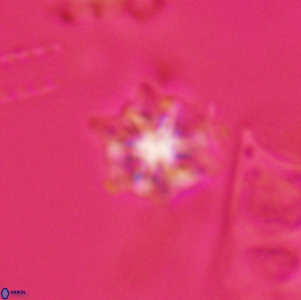 Discoaster self trailliae 32143