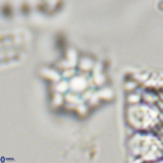 Discoaster self trailliae 32154