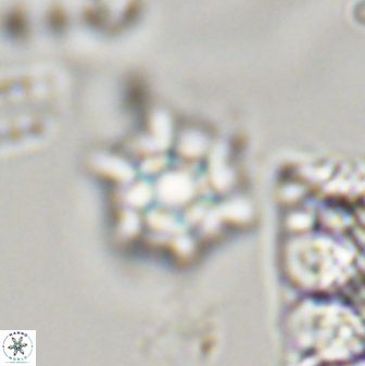 Discoaster self trailliae 32154