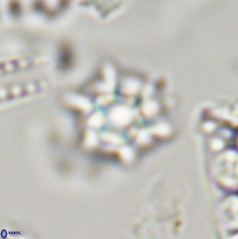 Discoaster self trailliae 32155