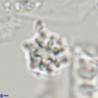 Discoaster self trailliae 32150