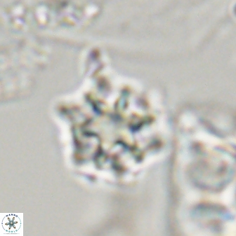 Discoaster self trailliae 32150