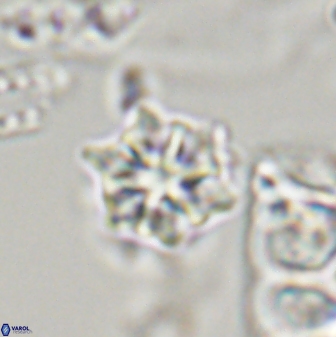 Discoaster self trailliae 32151