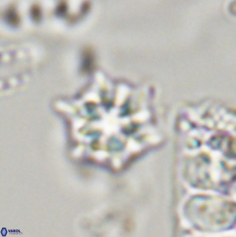 Discoaster self trailliae 32152