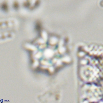 Discoaster self trailliae 32153