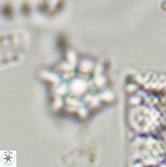 Discoaster self trailliae 32153