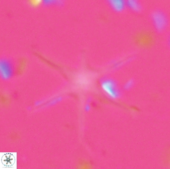Discoaster signus 26914