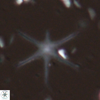 Discoaster signus 26915