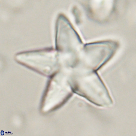 Discoaster sp 5 VR 29538