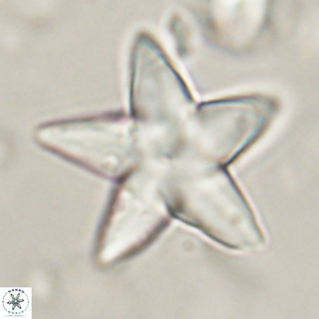 Discoaster sp 5 VR 29538