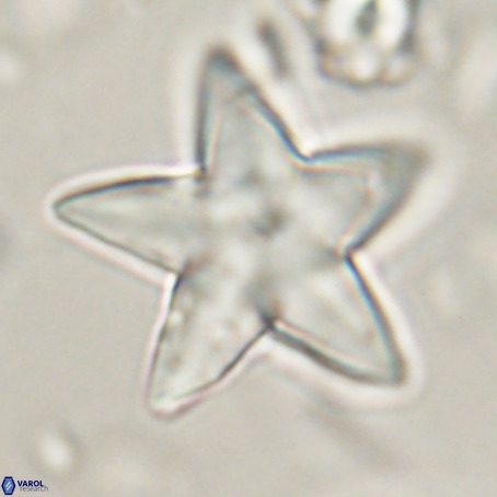 Discoaster sp 5 VR 29539