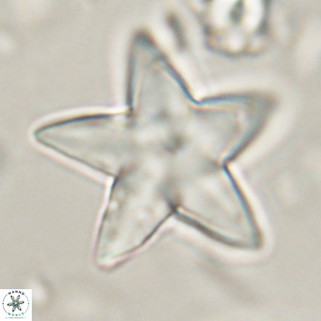 Discoaster sp 5 VR 29539