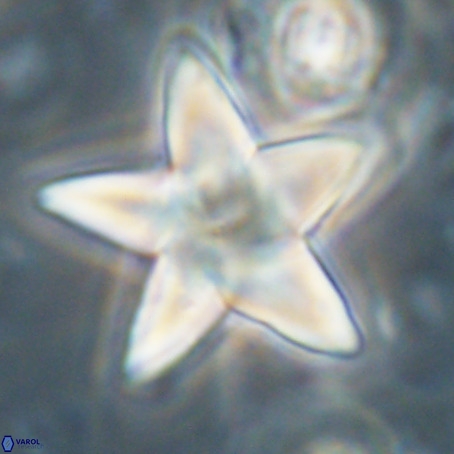 Discoaster sp 5 VR 29540