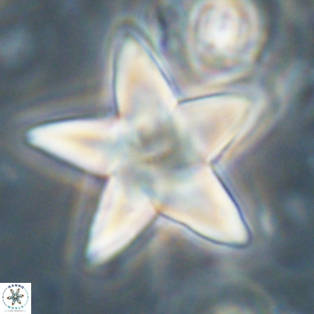 Discoaster sp 5 VR 29540