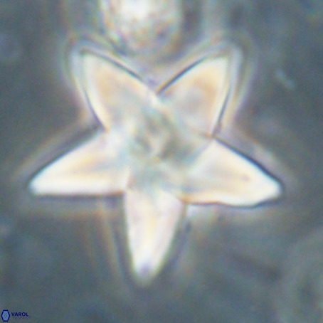 Discoaster sp 5 VR 29541