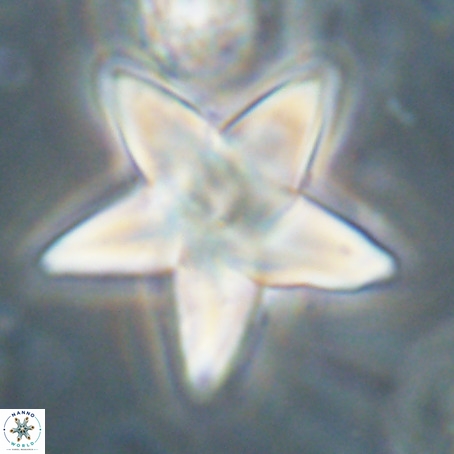 Discoaster sp 5 VR 29541