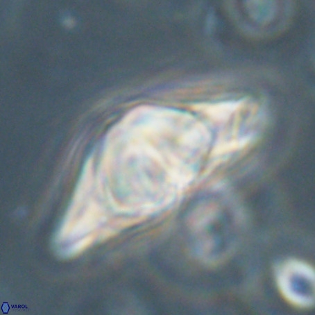 Discoaster sp 5 VR 29542