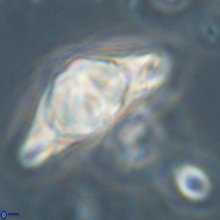 Discoaster sp 5 VR 29543