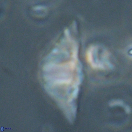 Discoaster sp 5 VR 29544