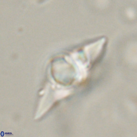 Discoaster sp 5 VR 29545