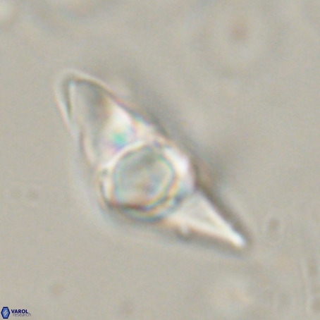 Discoaster sp 5 VR 29546