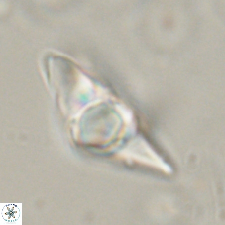 Discoaster sp 5 VR 29546