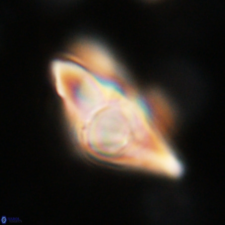 Discoaster sp 5 VR 29547