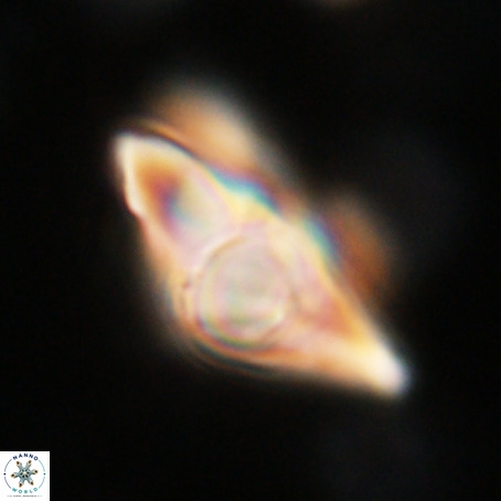 Discoaster sp 5 VR 29547