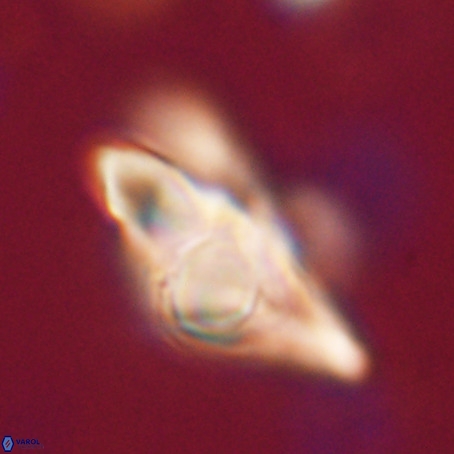 Discoaster sp 5 VR 29548