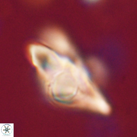 Discoaster sp 5 VR 29548