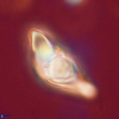 Discoaster sp 5 VR 29549