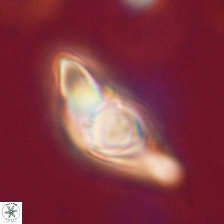 Discoaster sp 5 VR 29549