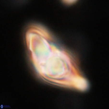 Discoaster sp 5 VR 29550