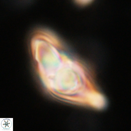 Discoaster sp 5 VR 29550