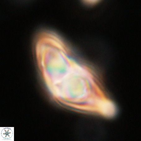Discoaster sp 5 VR 29551