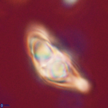 Discoaster sp 5 VR 29552