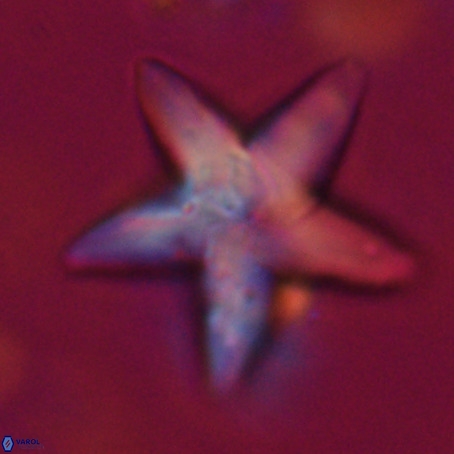 Discoaster sp 5 VR 29553