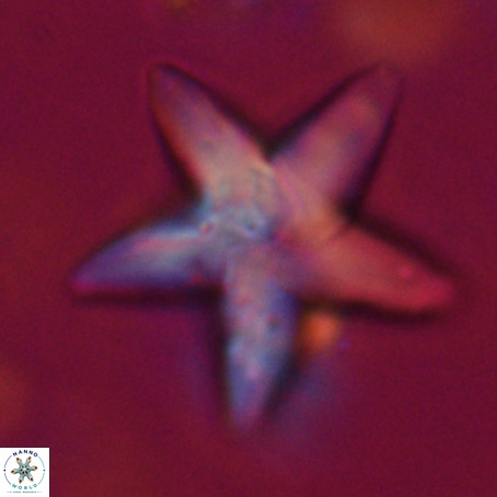 Discoaster sp 5 VR 29553